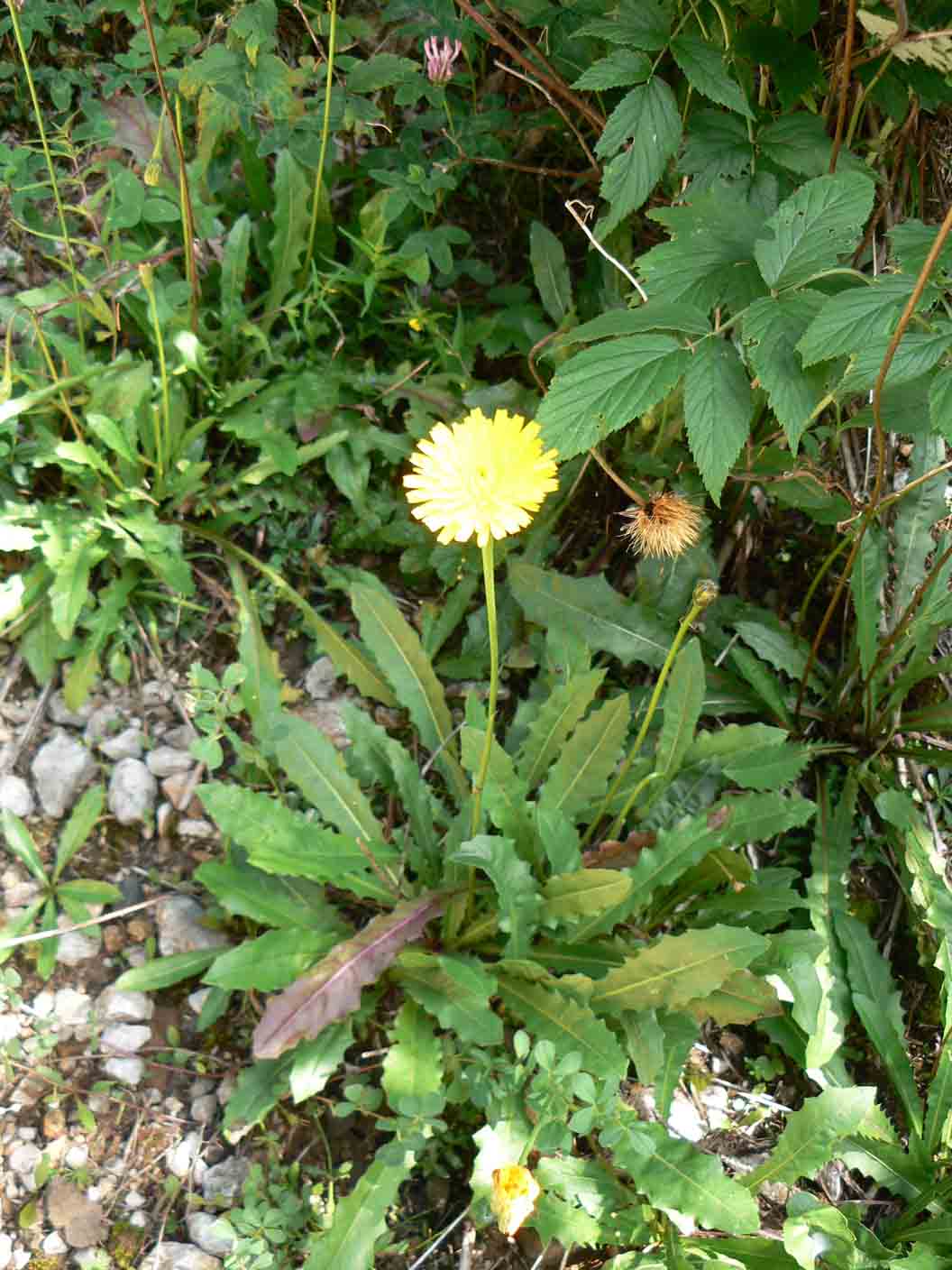 Crepis o Hieracium ? - Leontodon cfr. helveticus